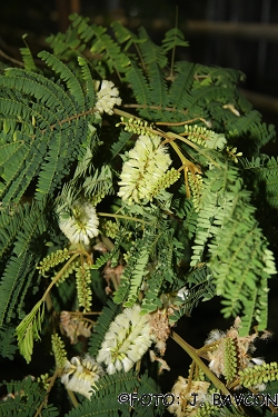 Albizia lophanta