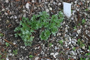 Alchemilla velebitica