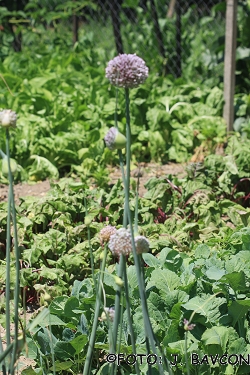 Allium cepa