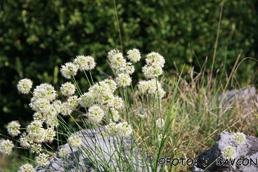 Allium ericetorum