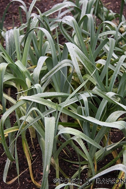 Allium porrum