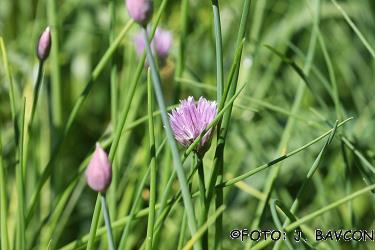 Allium schoenoprasum subsp. schoenoprasum 