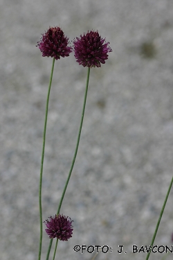 Allium sphaerocephalon