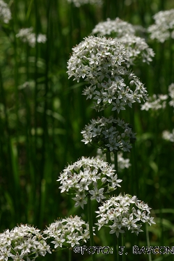 Allium tuberosum