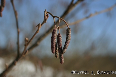 Alnus glutinosa