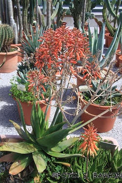 Aloe saponaria