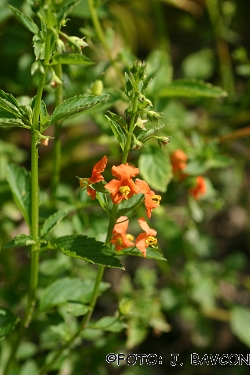 Alonsoa acutifolia