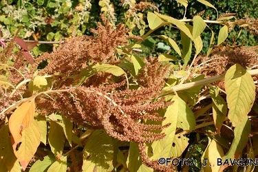 Amaranthus caudatus