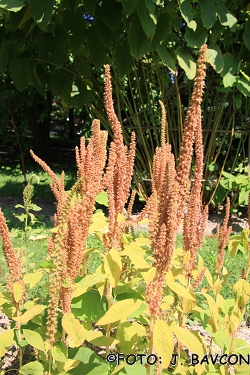 Amaranthus hypochondriacus