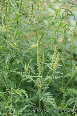 Ambrosia artemisiifolia