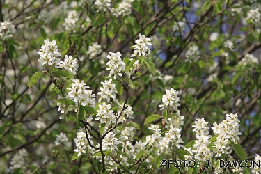 Amelanchier canadensis