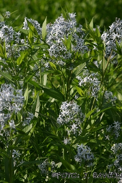 Amsonia tabernaemontana