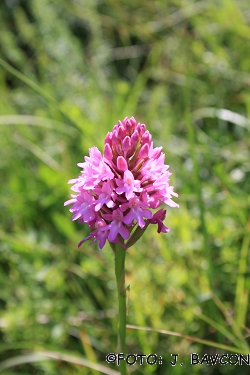 Anacamptis pyramidalis