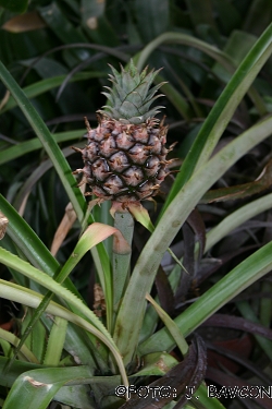 Ananas comosus