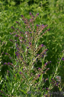 Anchusa officinalis