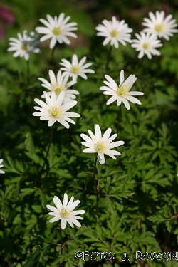 Anemone apennina