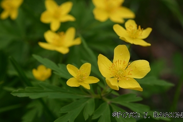 Anemone ranunculoides