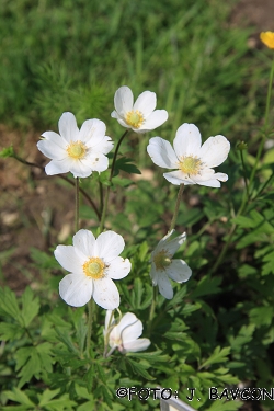 Anemone sylvestris