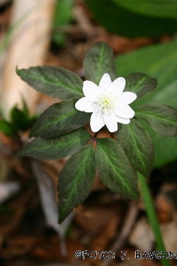 Anemone trifolia