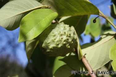 Annona cherimola