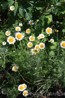 Anthemis arvensis