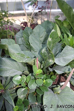 Anthurium sp. 'Jungle King'