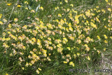 Anthyllis vulneraria