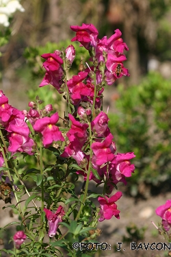 Antirrhinum majus