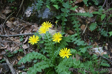 Aposeris foetida