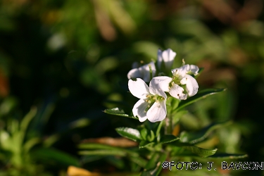 Arabis ferdinandi-coburgi