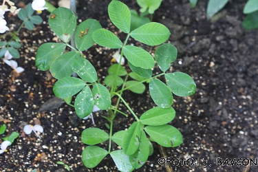 Arachis hypogaea