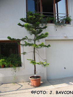 Araucaria heterophylla