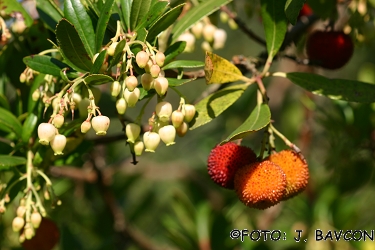 Arbutus unedo