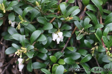 Arctostaphylos uva-ursi