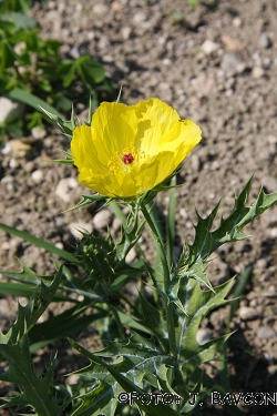 Argemone mexicana