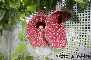 Aristolochia gigantea