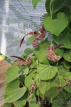 Aristolochia labiata