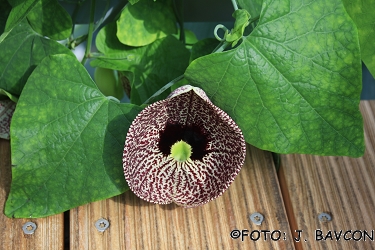 Aristolochia littoralis