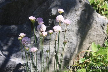 Armeria alliacea