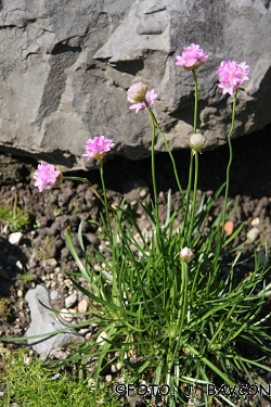 Armeria alpina