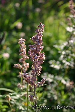 Artemisia vulgaris