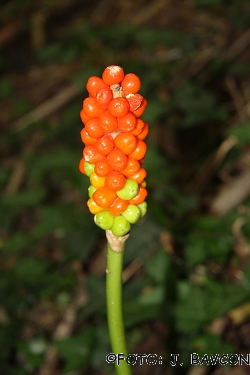 Arum italicum