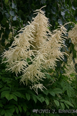 Aruncus dioicus 