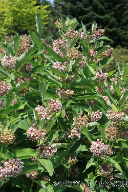 Asclepias syriaca