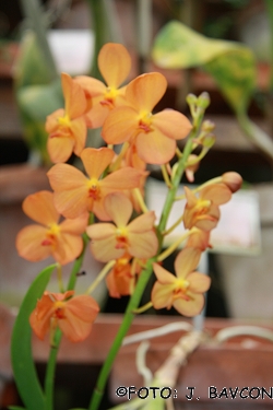 Ascocenda 'Suksamran Sunlight'