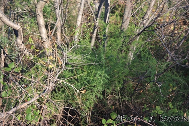 Asparagus acutifolius