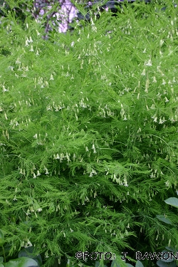 Asparagus tenuifolius