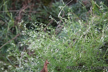 Asperula cynanchica