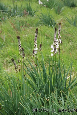 Asphodelus albus