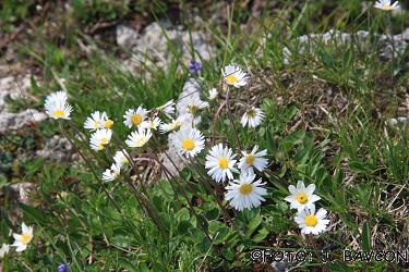 Aster bellidiastrum